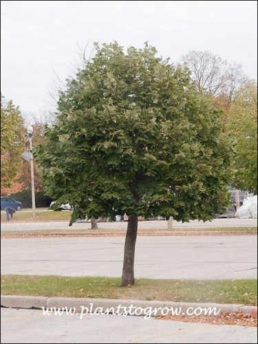 A young plant in a parking media planting.